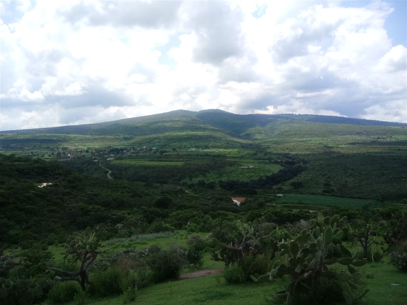A green valley with a prickly pear cactus in the foreground